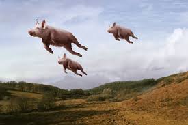 pig can fly2
