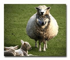 wolf in sheep's clothing