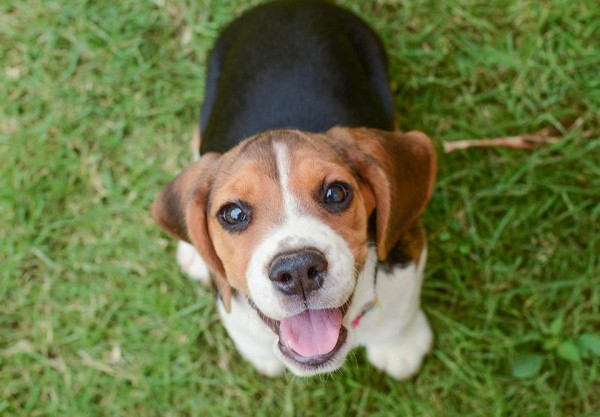 new-puppy-training-strengthens-bond-600x417