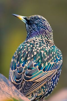 starling