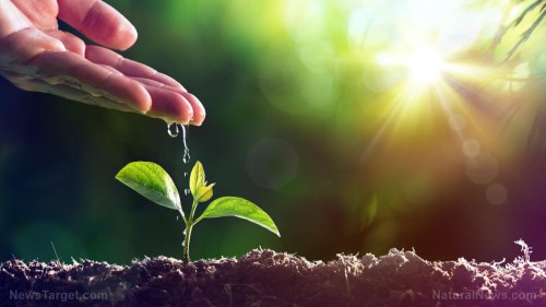 Plant-Water-New-Growth-Seedling-Concept-Life