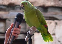 parrot